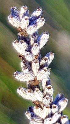 l06_100.jpg