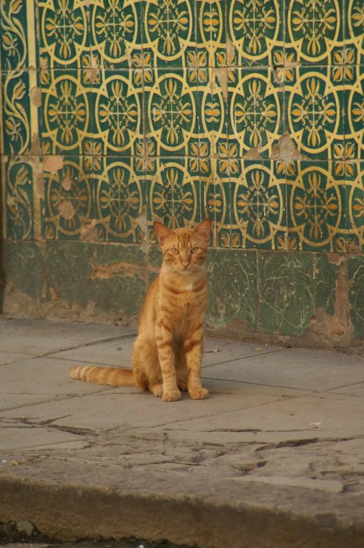 Havanacat