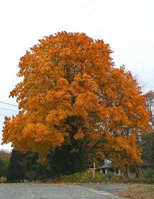 Big Yellow Tree Connecticut