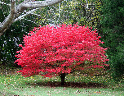 Little Red Tree Connecticut