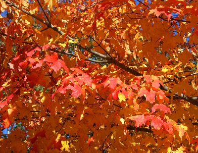Newport Belvue Blvd Maple Tree detail