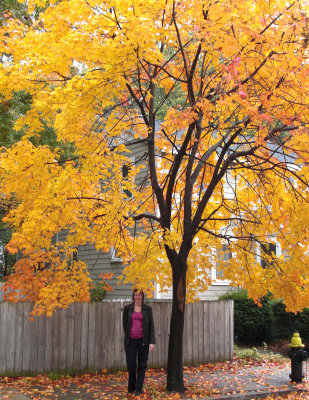 Yellow maple tree