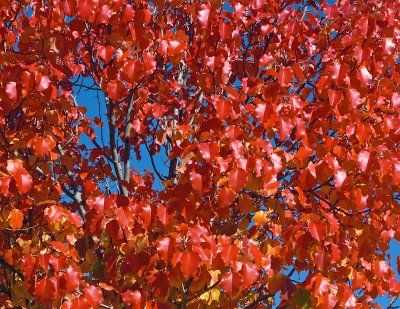red leaves tree