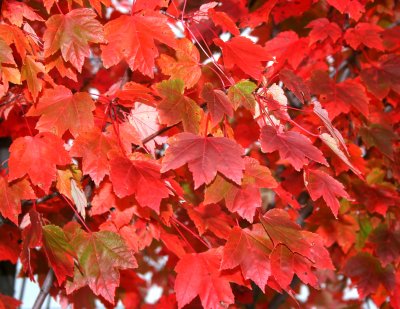 red maples leaves