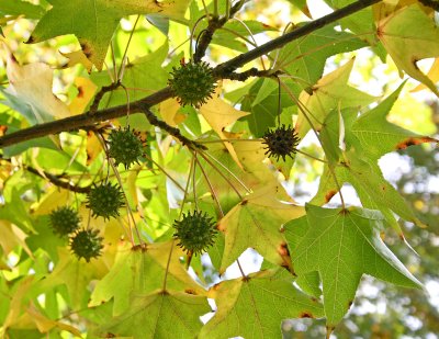 sweet gum maple seed pods