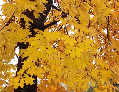 yellow maple leaves 1