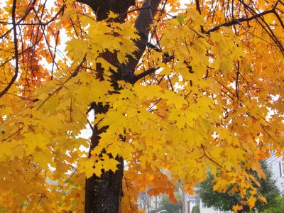 yellow maple leaves 2