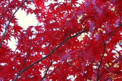 Lakeside red leaves 1