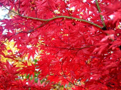 Lakeside red leaves 2