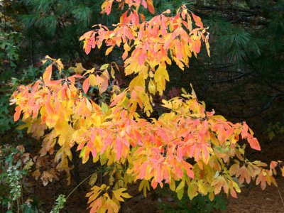 yellow turning red leaves