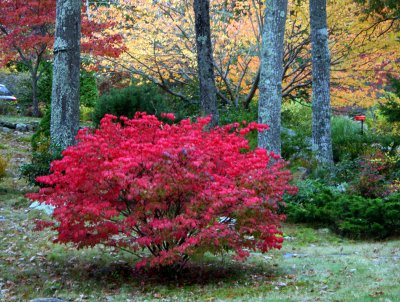 Little Red Tree Rhode Island