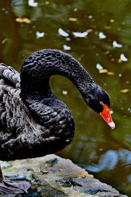 The Black Swan