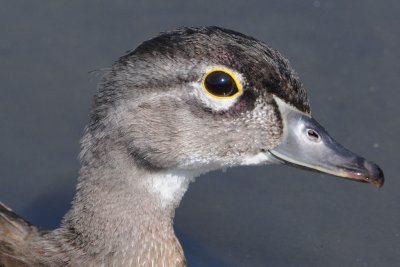 Wood Duck (Female)