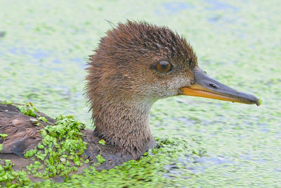 Common Merganser