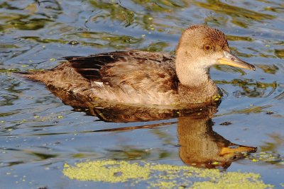 Common Merganser