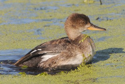 Common  Merganser