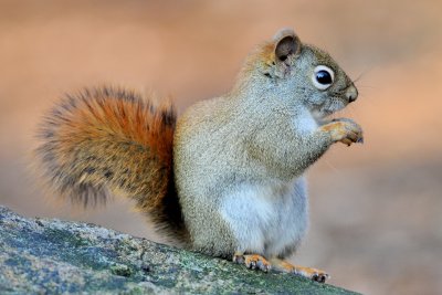 Red Squirrel