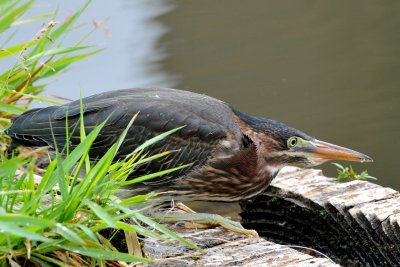 Green Heron (Foraging crouch)