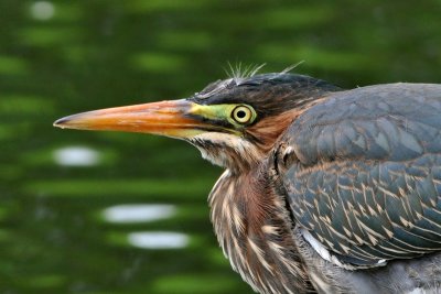 Green Heron