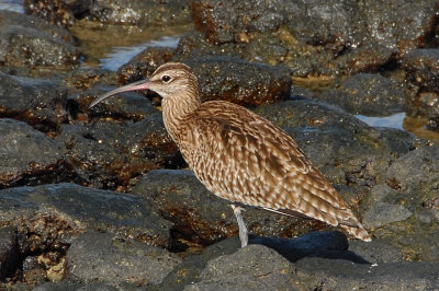 Whimbrel