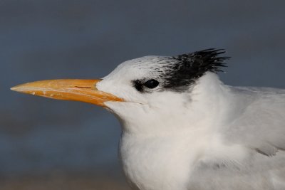 Royal Tern (Juvenile)