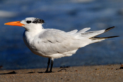 Royal Tern