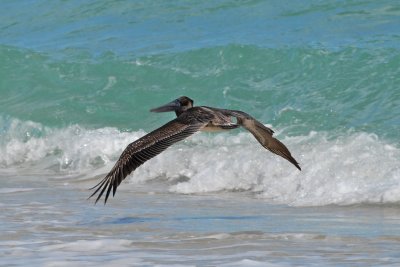 Brown Pelican