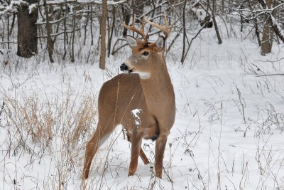 White tail deer