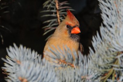 Northern Cardinal in Blue Spruce