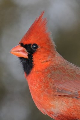 Northern Cardinal Profile
