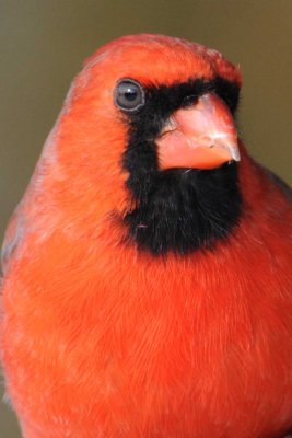 Northern Cardinal  Portrait