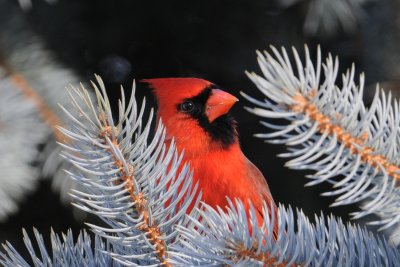 Male Cardinal in Blue Spruce