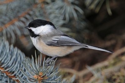 Black-capped Chickadee