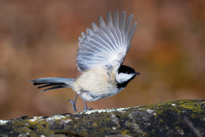 Black-capped Chickadee