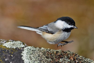 Black-capped Chickadee