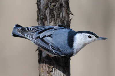 White-breasted Nuthatch