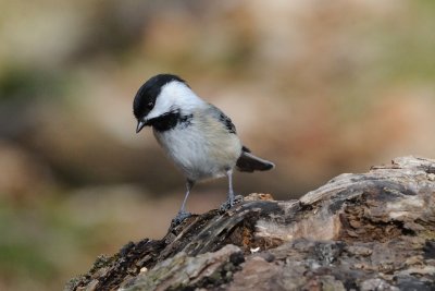 Black-capped Chickadee