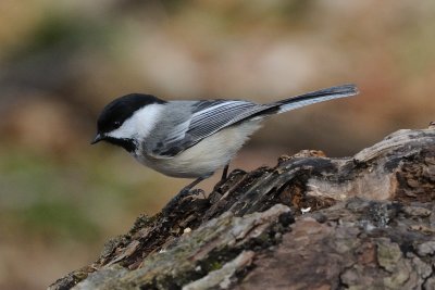 Black-capped Chickadee