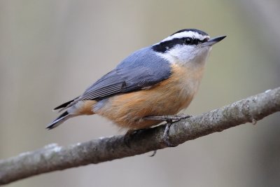 Red-breasted Nuthatch