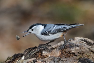 White-breasted Nuthatch