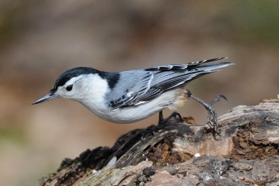 White-breasted Nuthatch