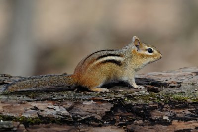 Eastern Chipmunk