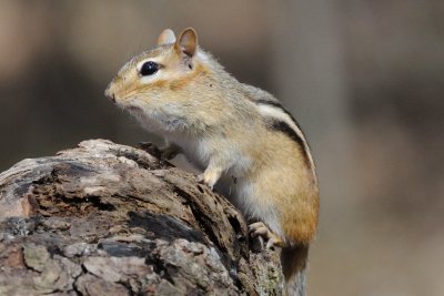 Eastern Chipmunk