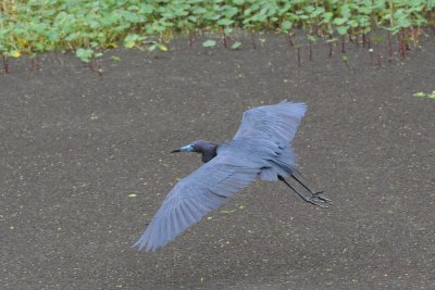 Little Blue Heron