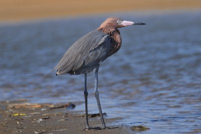 Reddish Egret