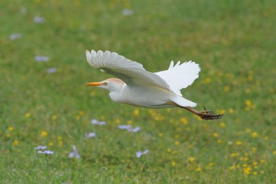 Cattle Egret