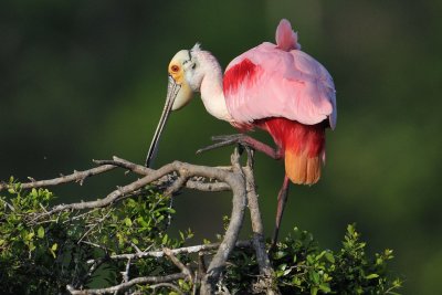 Roseate Spoonbill