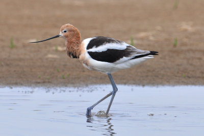 American Avocet