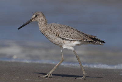 Willet