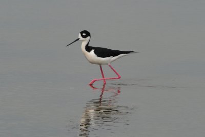 Black-necked Stilt